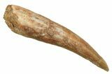 Fossil Plesiosaur (Zarafasaura) Tooth - Morocco #298324-1